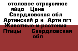 столовое страусиное яйцо › Цена ­ 1 000 - Свердловская обл., Артинский р-н, Арти пгт Животные и растения » Птицы   . Свердловская обл.